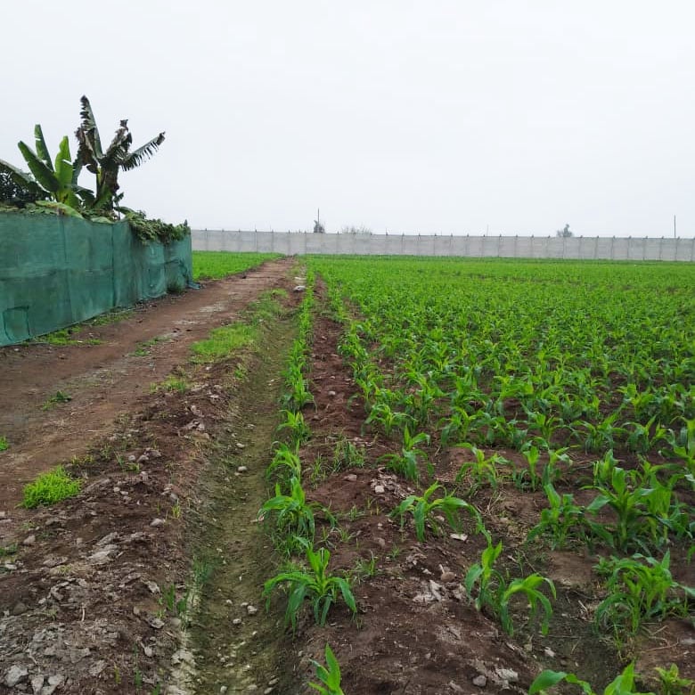 Perú Lotes