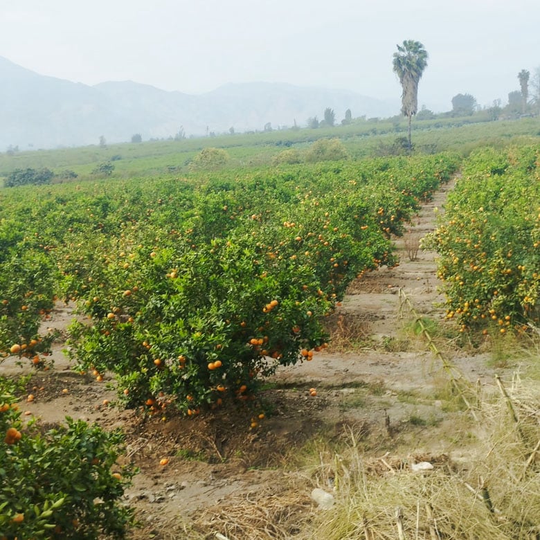 Perú Lotes